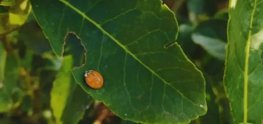 Investigadores del INTA promueven el uso de insectos benéficos para proteger la yerba&nbsp;mate