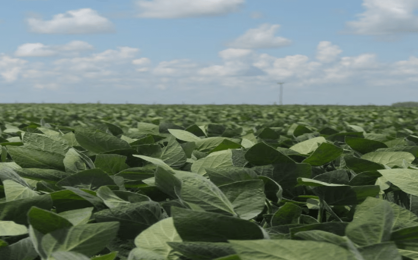 Argentina consolida su liderazgo en exportaciones de girasol y&nbsp;soja