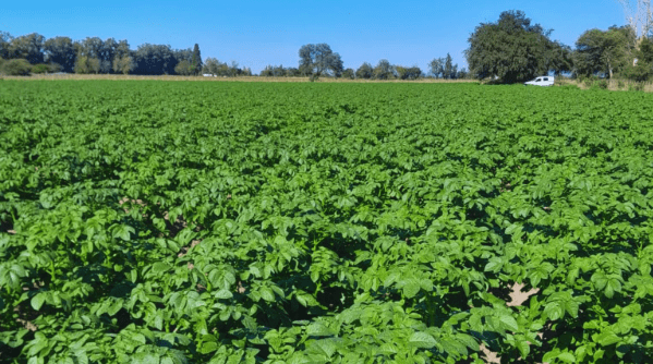 Productores de Traslasierra incorporan el riego por goteo subterráneo para optimizar el uso del&nbsp;agua