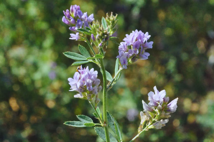 La alfalfa, cultivo clave de la ganadería argentina, enfrenta el desafío de la salinidad de los&nbsp;suelos