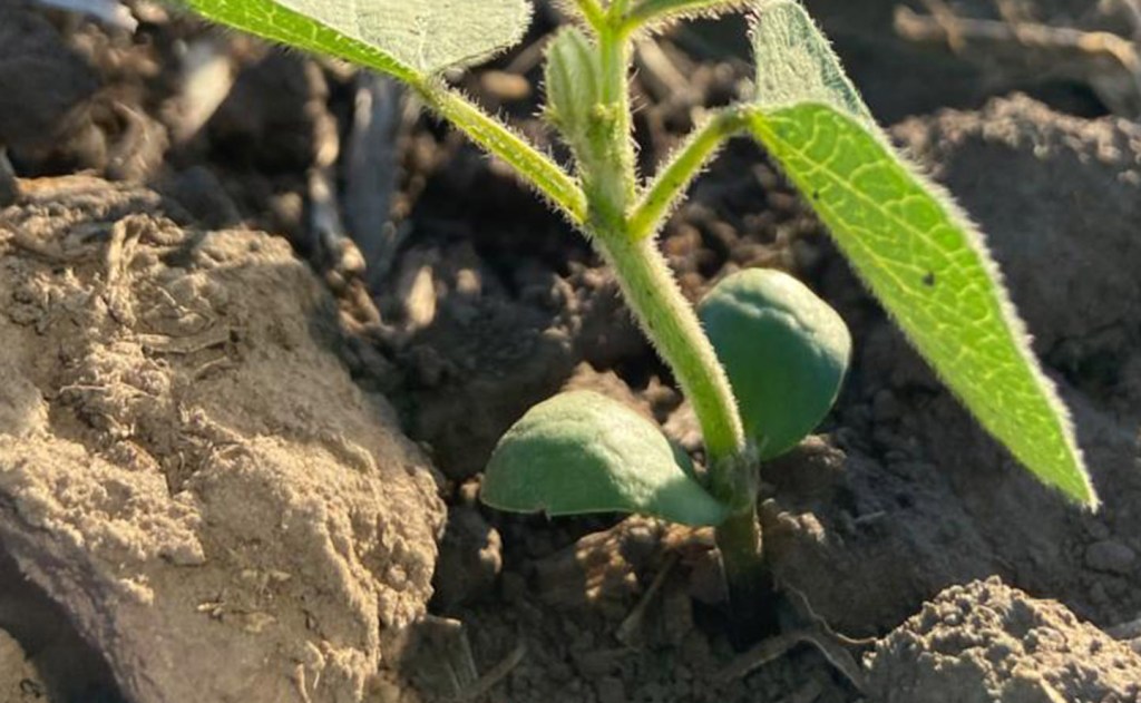 Siembra de soja 2025/26: un inicio prometedor con abundante agua y tecnología&nbsp;avanzada