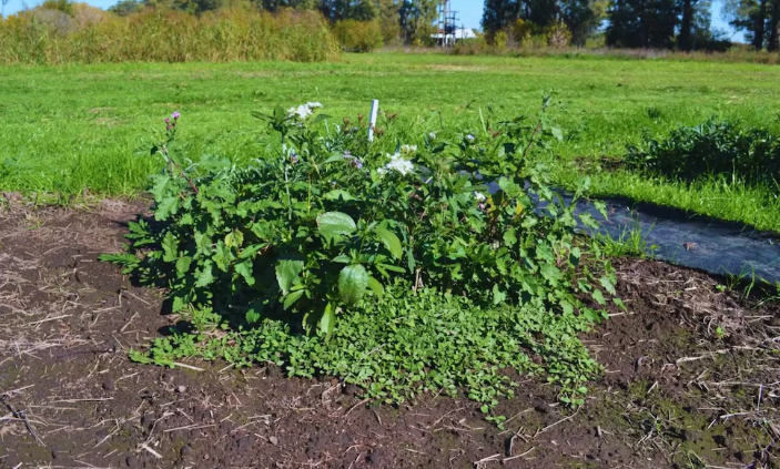 El INTA prueba un método solar para controlar malezas sin usar&nbsp;herbicidas