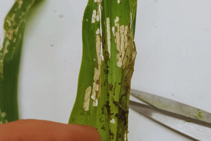 Alertan por la aparición temprana de orugas en cultivos de maíz en el norte de Santa&nbsp;Fe