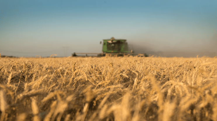 Proyectan una cosecha récord de trigo para la campaña 2025/26 en&nbsp;Argentina