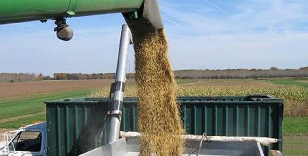 El «poroto» se fortalece: La soja abre la semana con subida y se cotiza a $480.000 la tonelada en&nbsp;Rosario