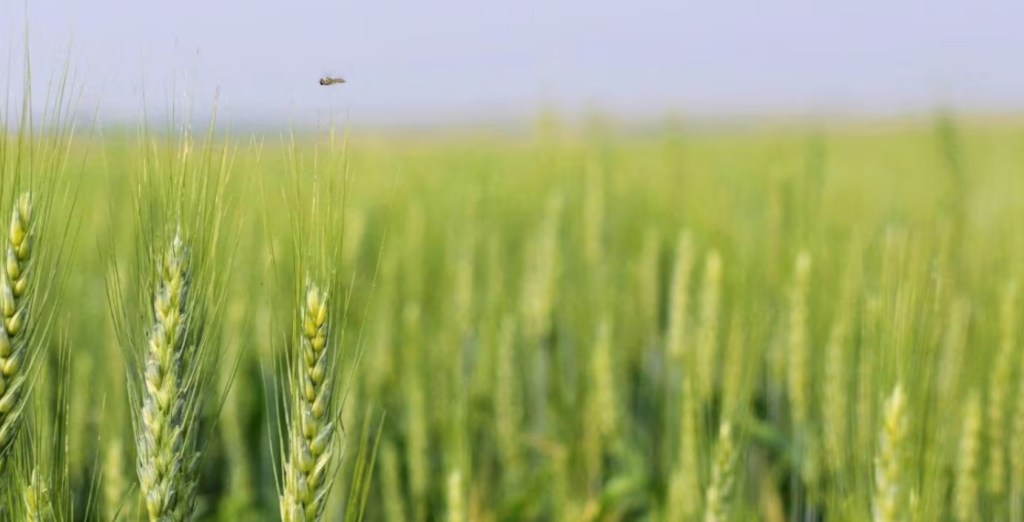Voz regional en la COP30: El Mercosur presenta una agenda de equilibrio entre producción y&nbsp;ambiente