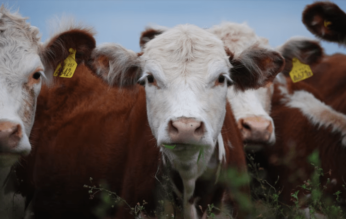 CREA proyecta un escenario favorable para la lechería y la ganadería&nbsp;argentina