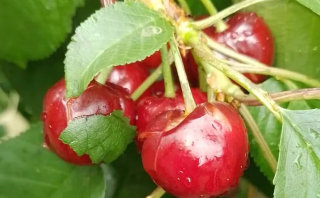 Desastre climático: Granizada afecta la producción de cereza patagónica y piden medidas&nbsp;urgentes