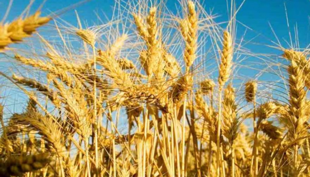 El dilema de la calidad: El trigo con rindes históricos en Buenos Aires, pero con fuerte caída de&nbsp;proteína