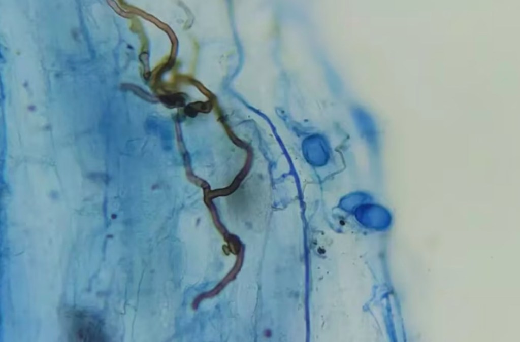 Innovación austral: Microorganismos nativos son clave para la recuperación de pastizales&nbsp;fueguinos