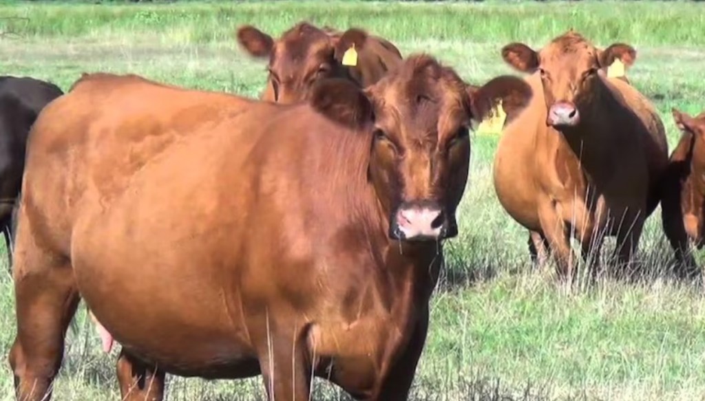 Hito sanitario: Argentina inicia una nueva etapa en la prevención de la Brucelosis&nbsp;Bovina