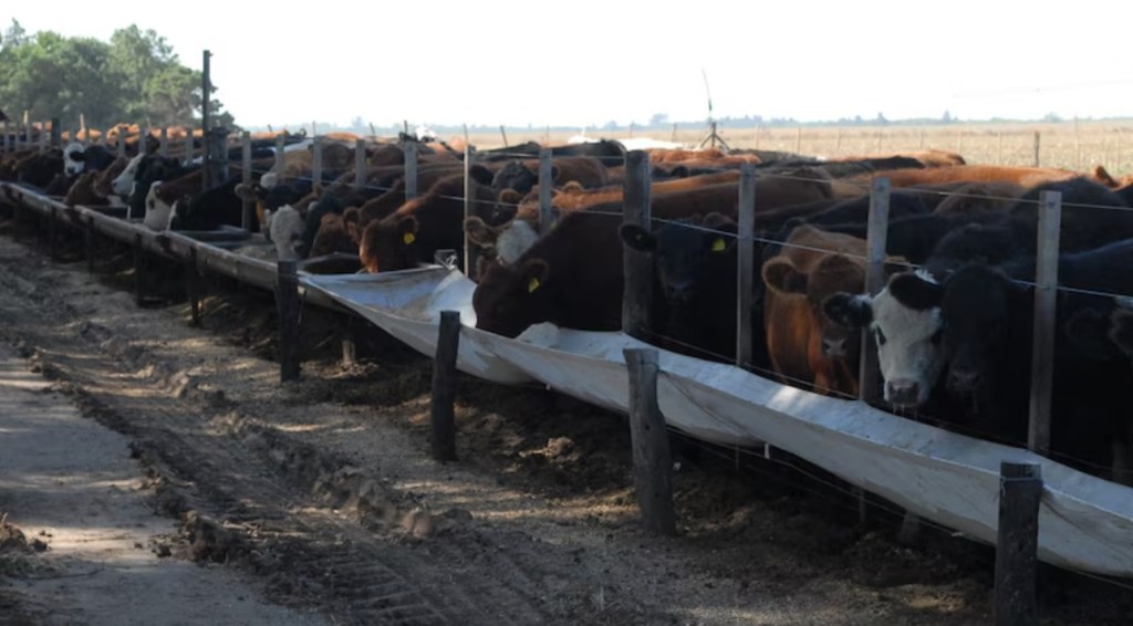 Expertos sugieren incrementar el peso de los animales para optimizar la rentabilidad de la&nbsp;carne