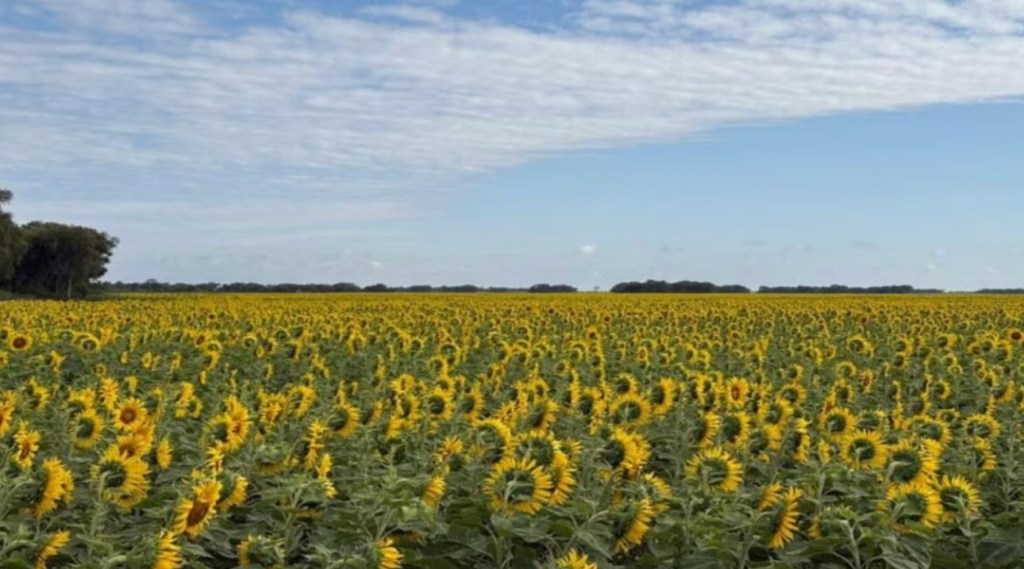 El Campo Celebra la Llegada de Humedad Crítica mientras Comienza el Despacho de la&nbsp;Oleaginosa