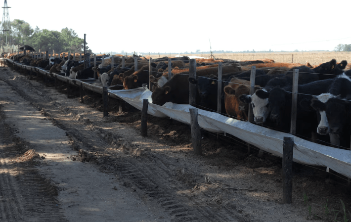 Las claves para impulsar el crecimiento de la producción de carne&nbsp;vacuna