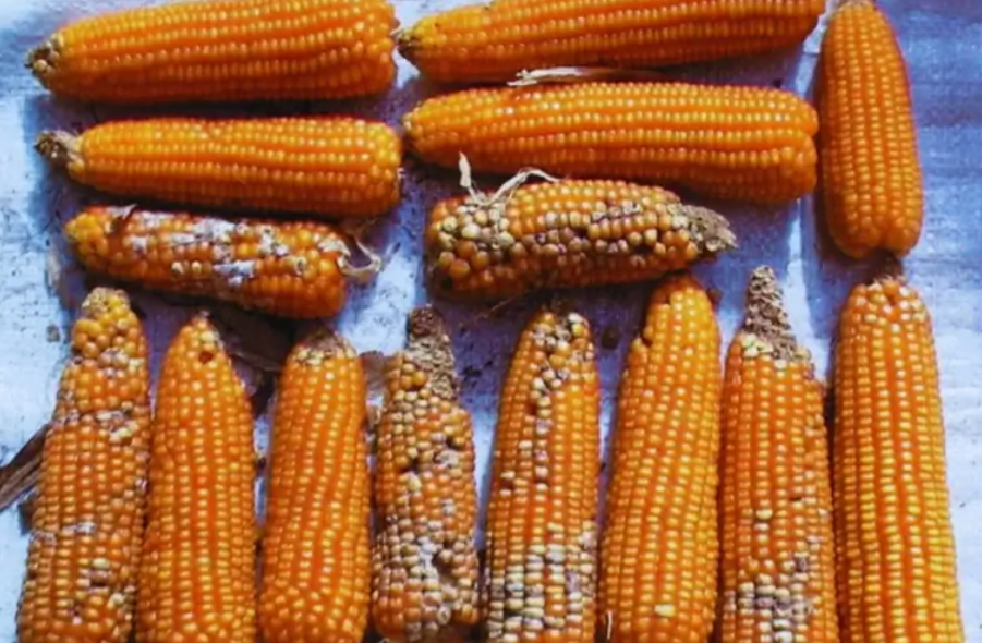 Un avance genético abre la puerta a maíces más resistentes a enfermedades de la&nbsp;espiga