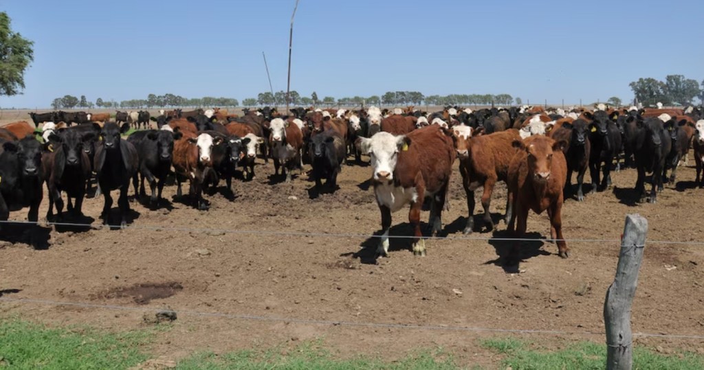 Incertidumbre y desafíos económicos marcan la agenda de los productores de carne nacionales