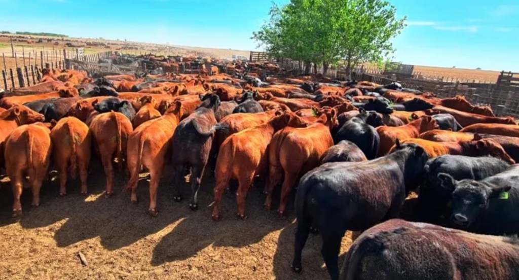 El dueño de un establecimiento ganadero denunció irregularidades en un procedimiento&nbsp;oficial