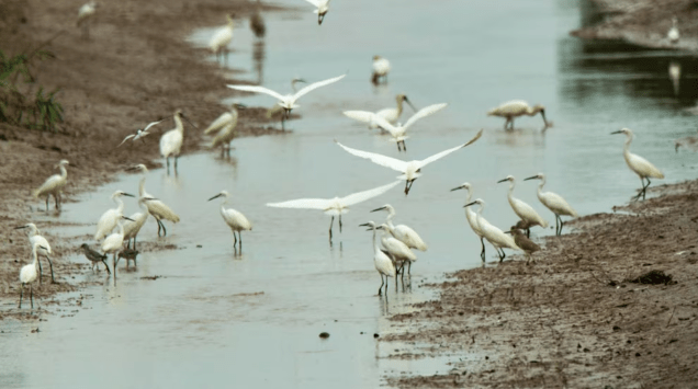 Argentina mantiene el estatus de país libre de influenza aviar tras un caso aislado en aves&nbsp;silvestres
