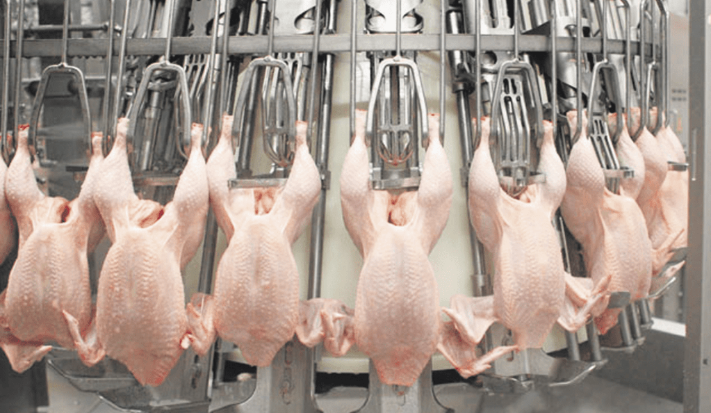 Mercado europeo reabre sus puertas a las exportaciones avícolas&nbsp;argentinas