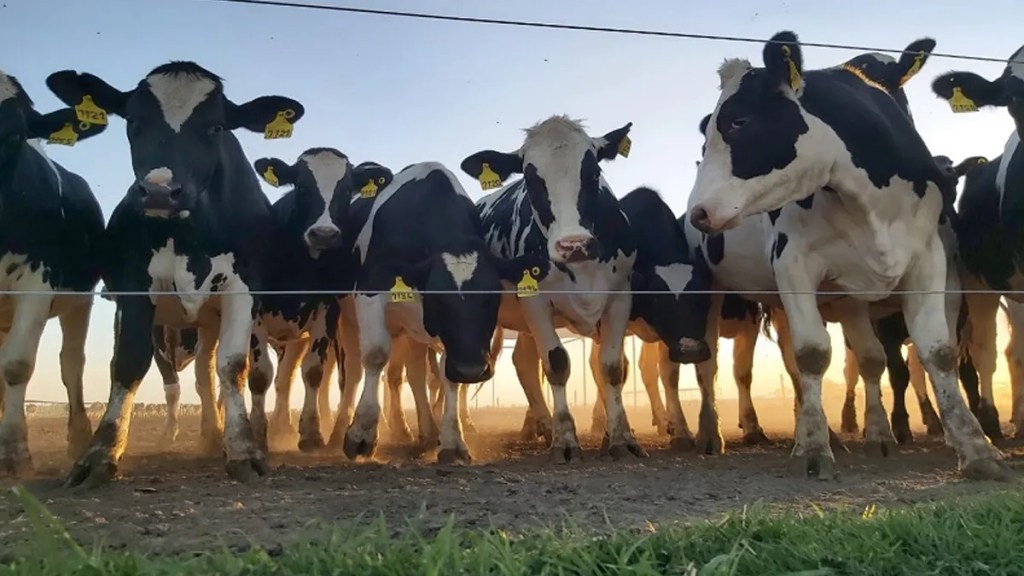 Perspectivas de crecimiento en la producción lechera&nbsp;argentina