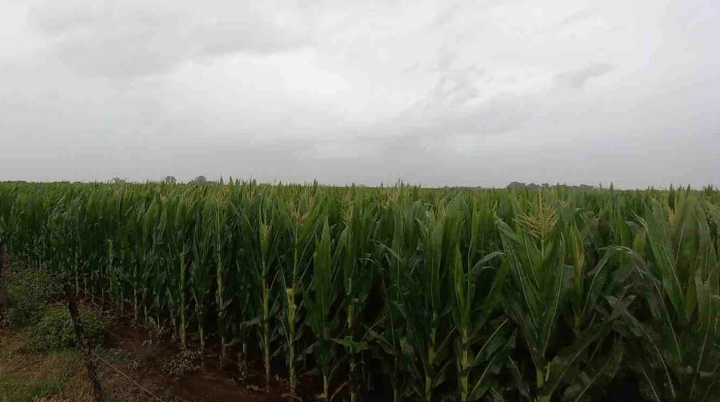 Las lluvias de Carnaval generaron un alivio parcial en la región núcleo&nbsp;agrícola