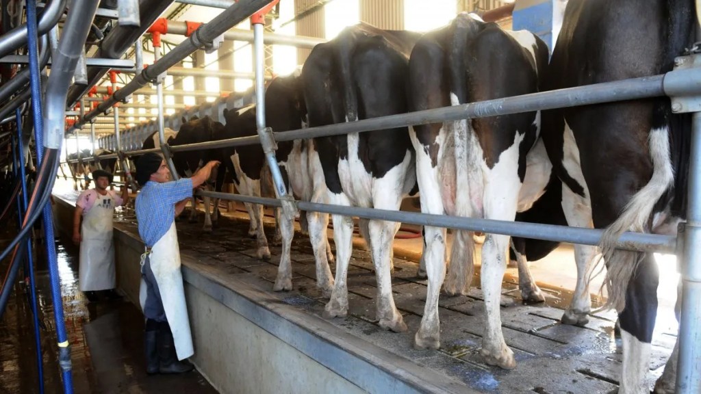 Entre vacas y tradición: un tambo que no se&nbsp;rinde