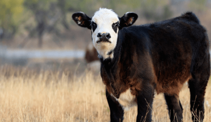 Abomasitis en terneros: una enfermedad silenciosa que genera altas pérdidas en la&nbsp;cría