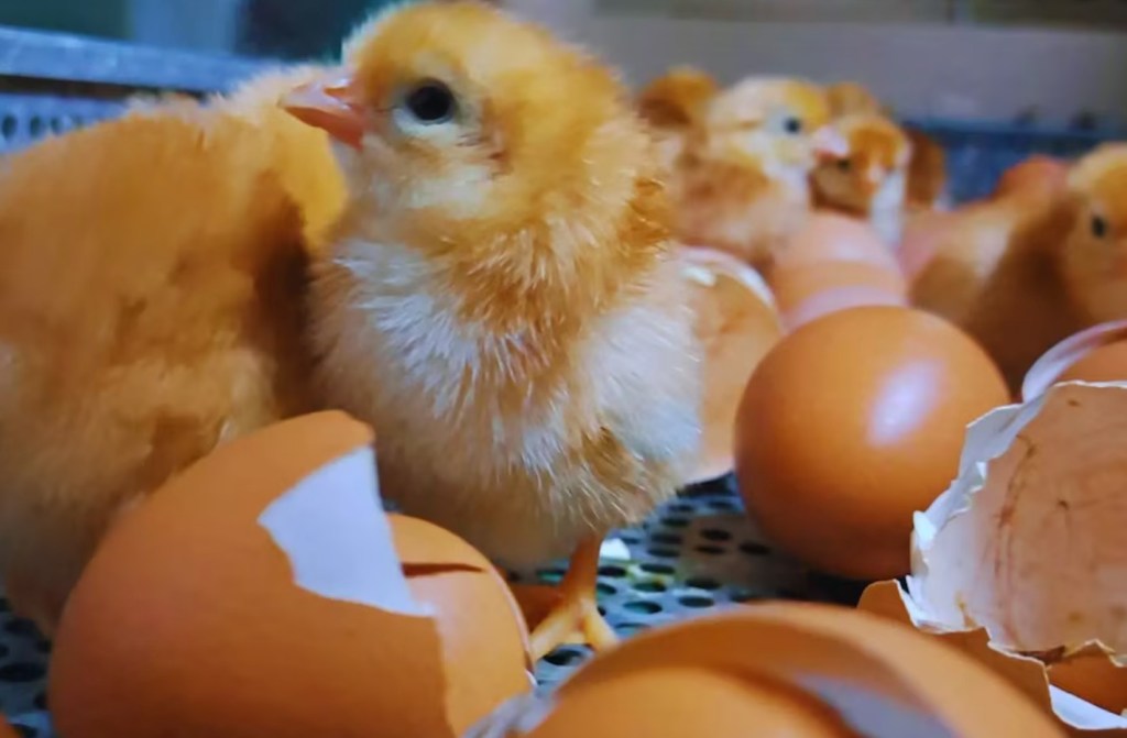 Argentina avanza en la soberanía alimentaria con la creación de una nueva raza&nbsp;avícola