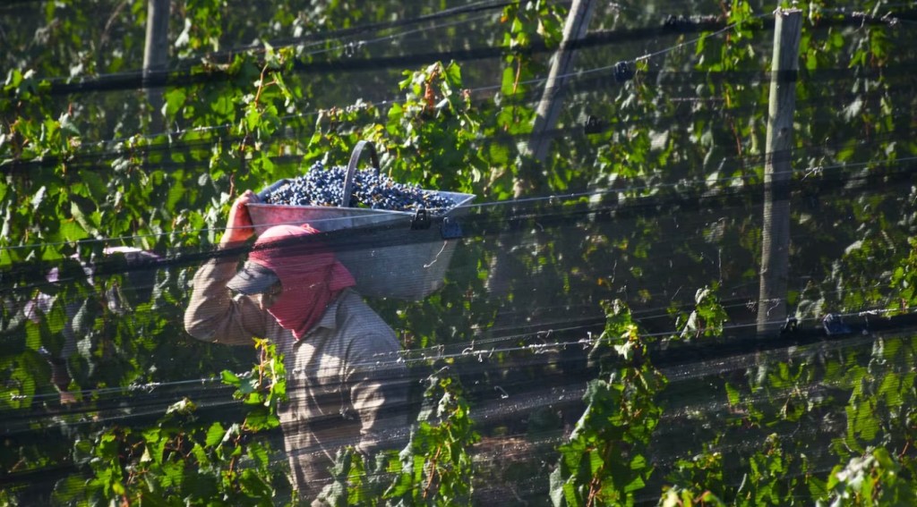 La cosecha de uva presenta mejores rindes pero la rentabilidad del sector sigue siendo&nbsp;crítica