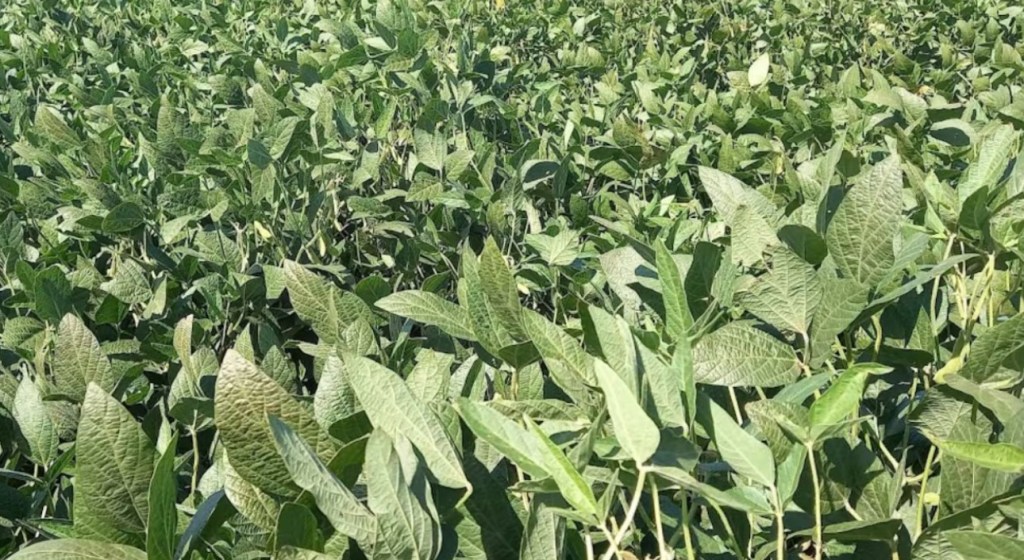 Los productores bonaerenses atraviesan momentos de angustia por la falta persistente de&nbsp;lluvias