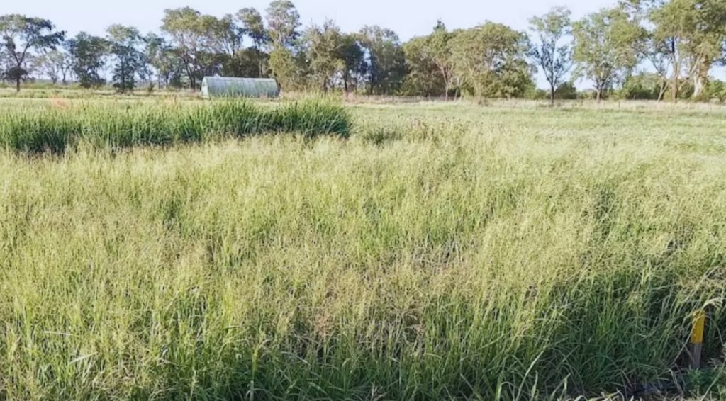 La aplicación estratégica de nitrógeno se consolida como pilar del rendimiento&nbsp;pecuario