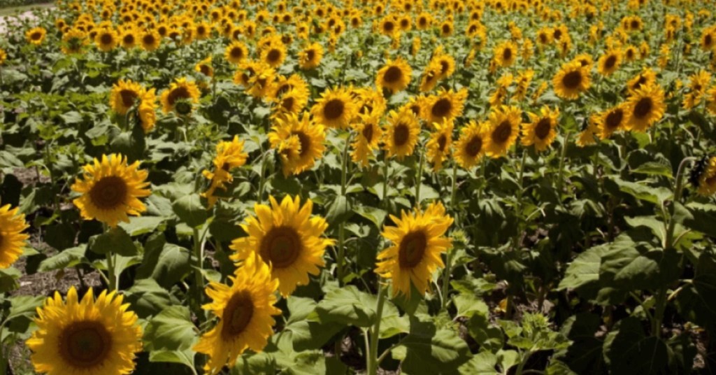 La industria del girasol nacional atraviesa un periodo de crecimiento histórico sin&nbsp;precedentes
