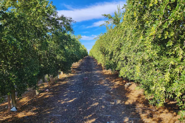 Del residuo del aceite de oliva a la alimentación animal: desarrollan suplementos con alperujo