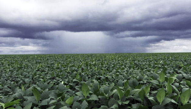Las lluvias mejoran la condición de la soja y el maíz mientras avanza la cosecha de girasol