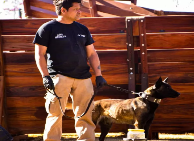 Perros entrenados se suman a la prevención del HLB en el&nbsp;NOA