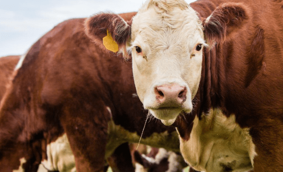 Científicos argentinos descubren un mecanismo clave en la bacteria que causa brucelosis&nbsp;bovina