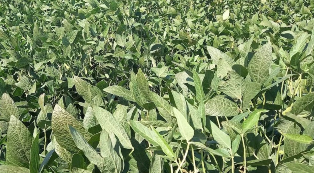 Los cultivos de soja de segunda atraviesan una etapa crítica dependiente del&nbsp;clima