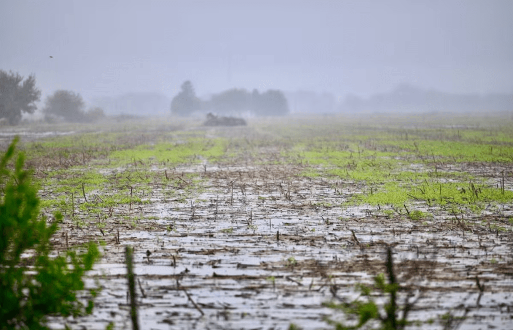 Exceso de lluvias complica la cosecha de soja en la principal región productiva del&nbsp;país
