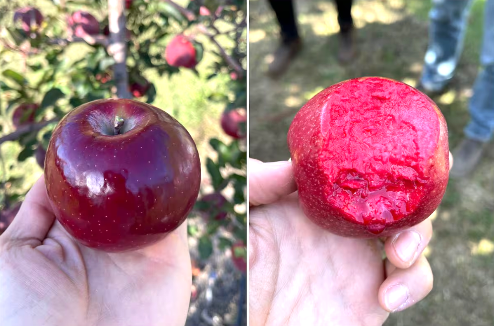 Una supermanzana producida en la Argentina conquista mercados internacionales por su color y propiedades&nbsp;antioxidantes