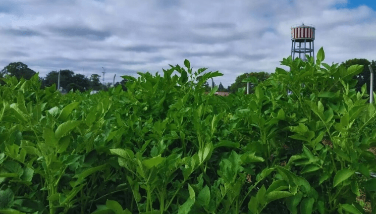 Desarrollan en Argentina una papa con doble resistencia a virus&nbsp;clave