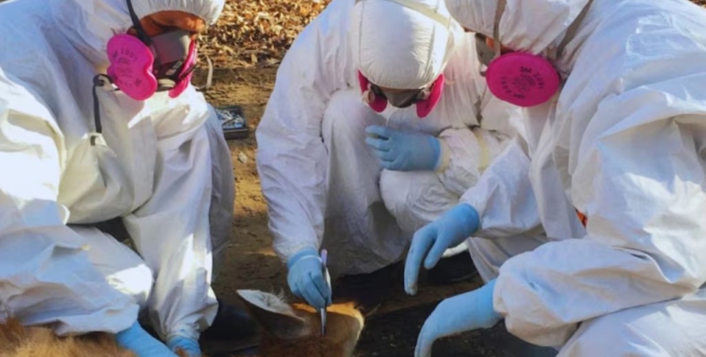 Un estudio sanitario en zonas rurales detectó nuevos vectores de&nbsp;enfermedades