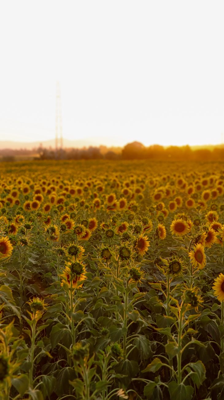 Girasol rompe records mientras soja pierde ritmo en&nbsp;molienda