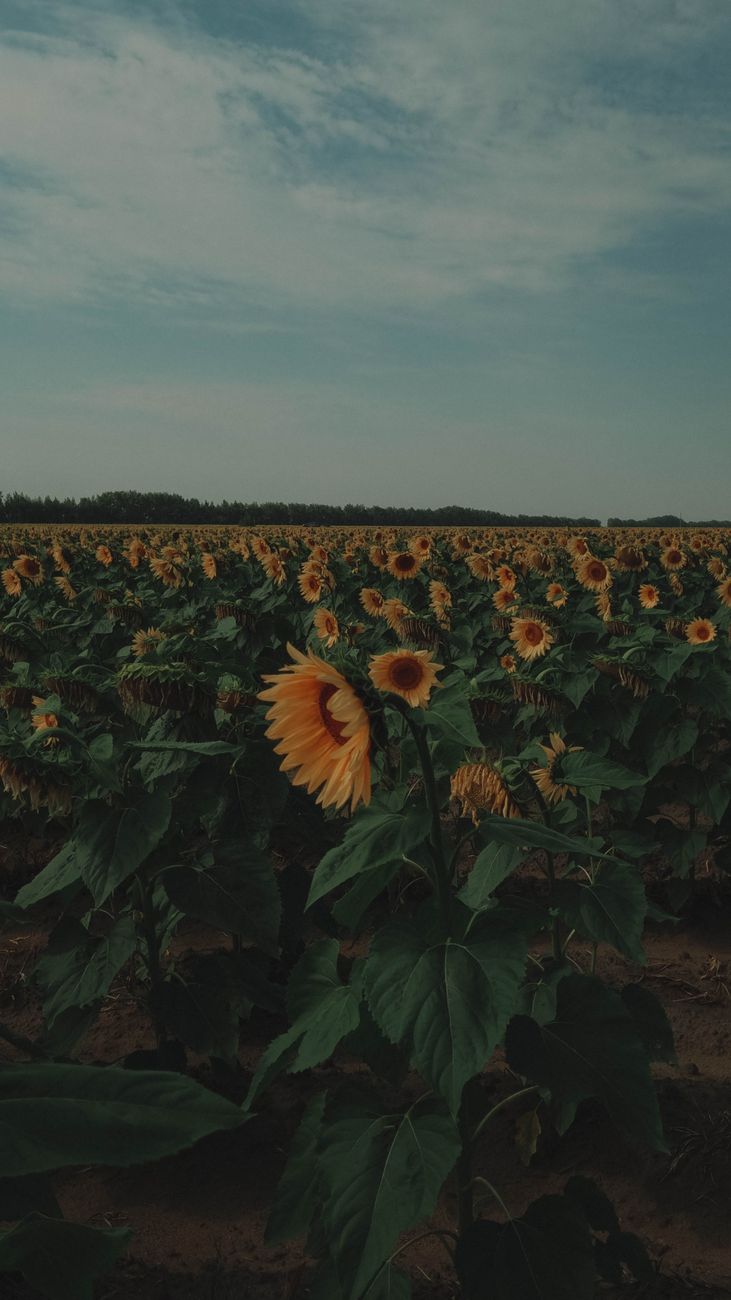 Zeta Semillas impulsa la renovación genética del girasol&nbsp;argentino