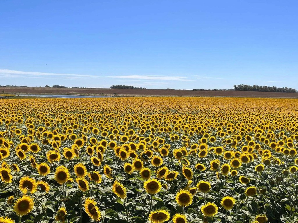 Exportaciones récord de semillas de girasol impulsan el agro argentino en el primer cuatrimestre de&nbsp;2026