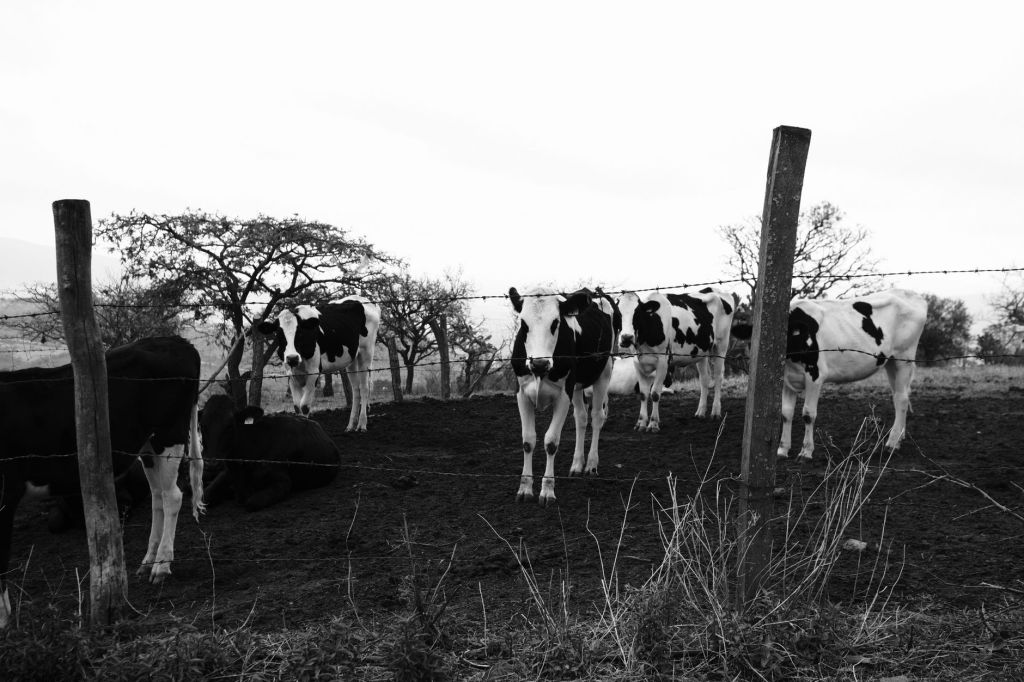 Evitar las falsas elecciones que limitan decisiones en el&nbsp;campo
