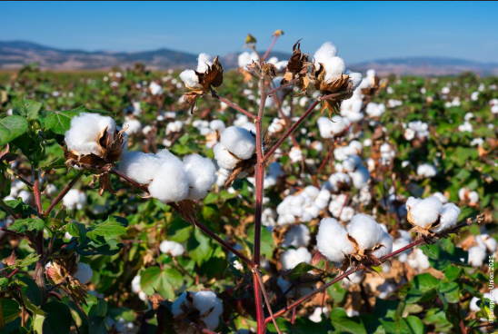 El algodón argentino aumentó sus exportaciones un 114% y fortalece el perfil exportador del campo