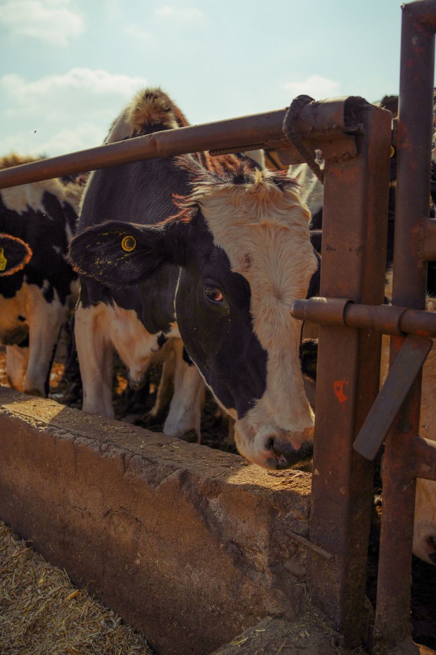 Crece presencia de exportadores en feedlot con ocupacion&nbsp;sostenida